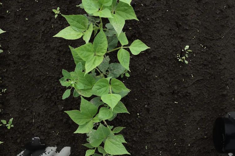 Plant Image Segmentation